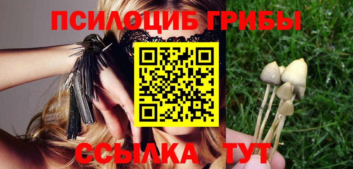 Петровск  Галлюциногенные грибы Psilocybine cubensis  Вход с VPN  Галлюциногенные грибы мицелий 